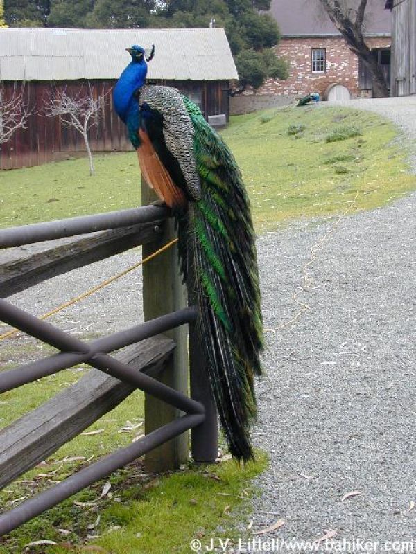 peacock.jpg