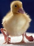 stumpyduckling.jpg