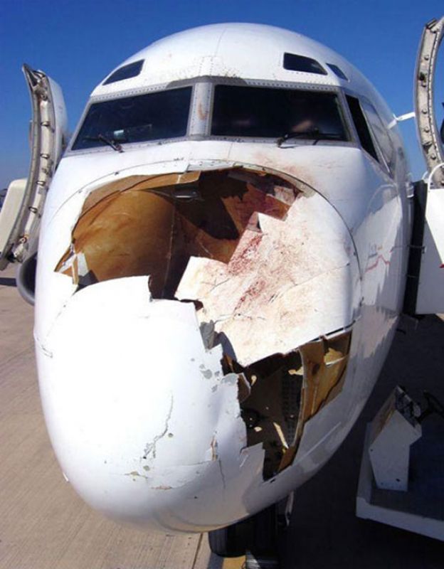 birdstrike1.jpg