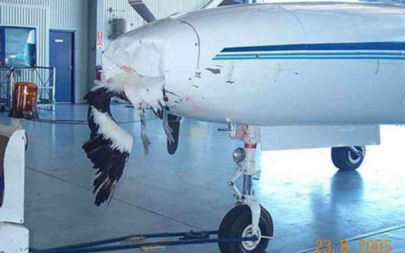 birdstrike9.jpg