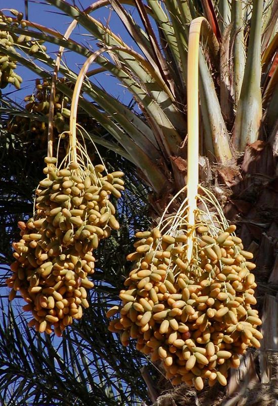 date-palm.jpg