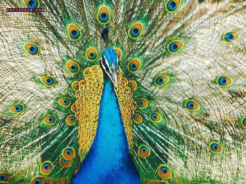 peafowl.jpg