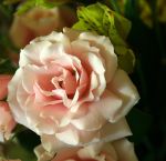 rose-flower2.jpg