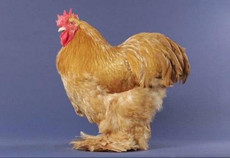 chicken2.jpg